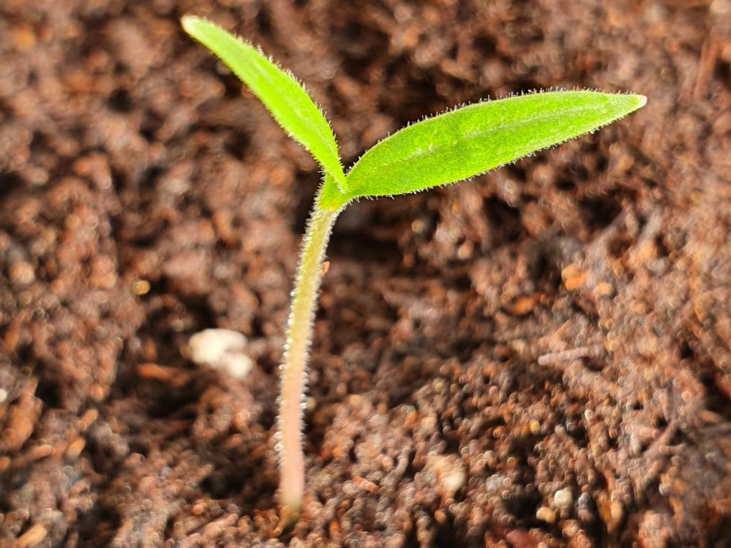 Culture des fèves: semis, entretien, récolte - LePotagerAutonome