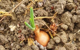 Germination de l'oignon