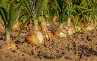 Plantation d'oignons jaunes