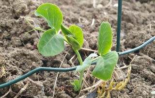 Jeune plant de petit pois