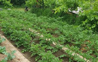 Culture de pommes de terre