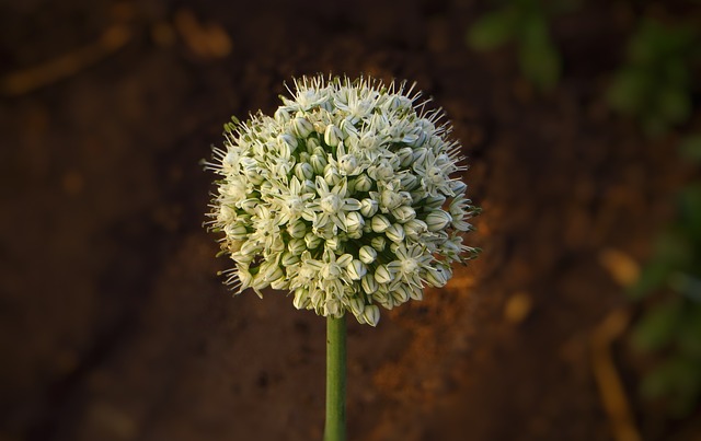 Oignon en fleur