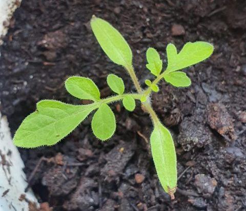 Jeune plant de tomate