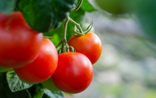 Tomates mûres